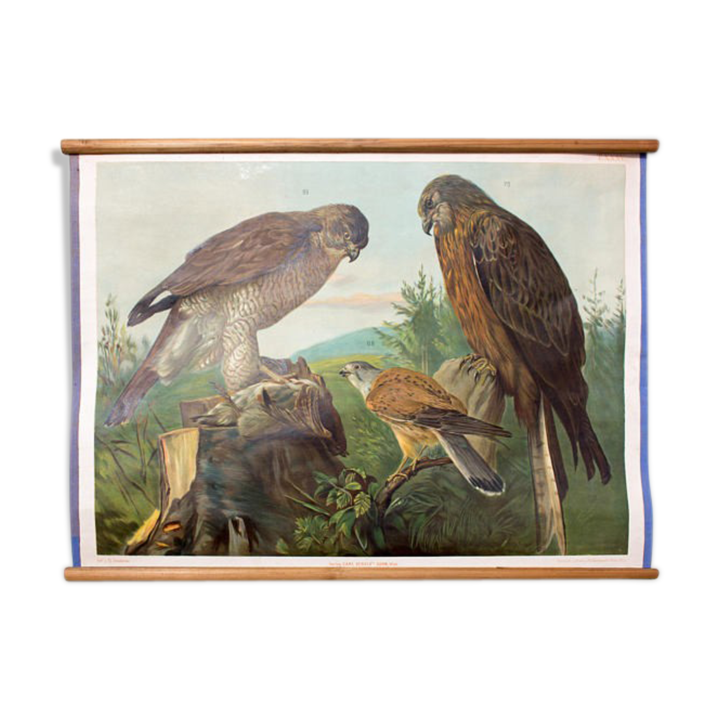 Affiche Wall Chart, buzzard, Th. Breidwiser pour Gerold & Sohn, 1879
