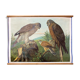 Affiche Wall Chart, buzzard, Th. Breidwiser pour Gerold & Sohn, 1879