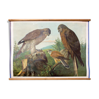 Wall Chart Poster, buzzard, Th. Breidwiser for Gerold & Sohn, 1879