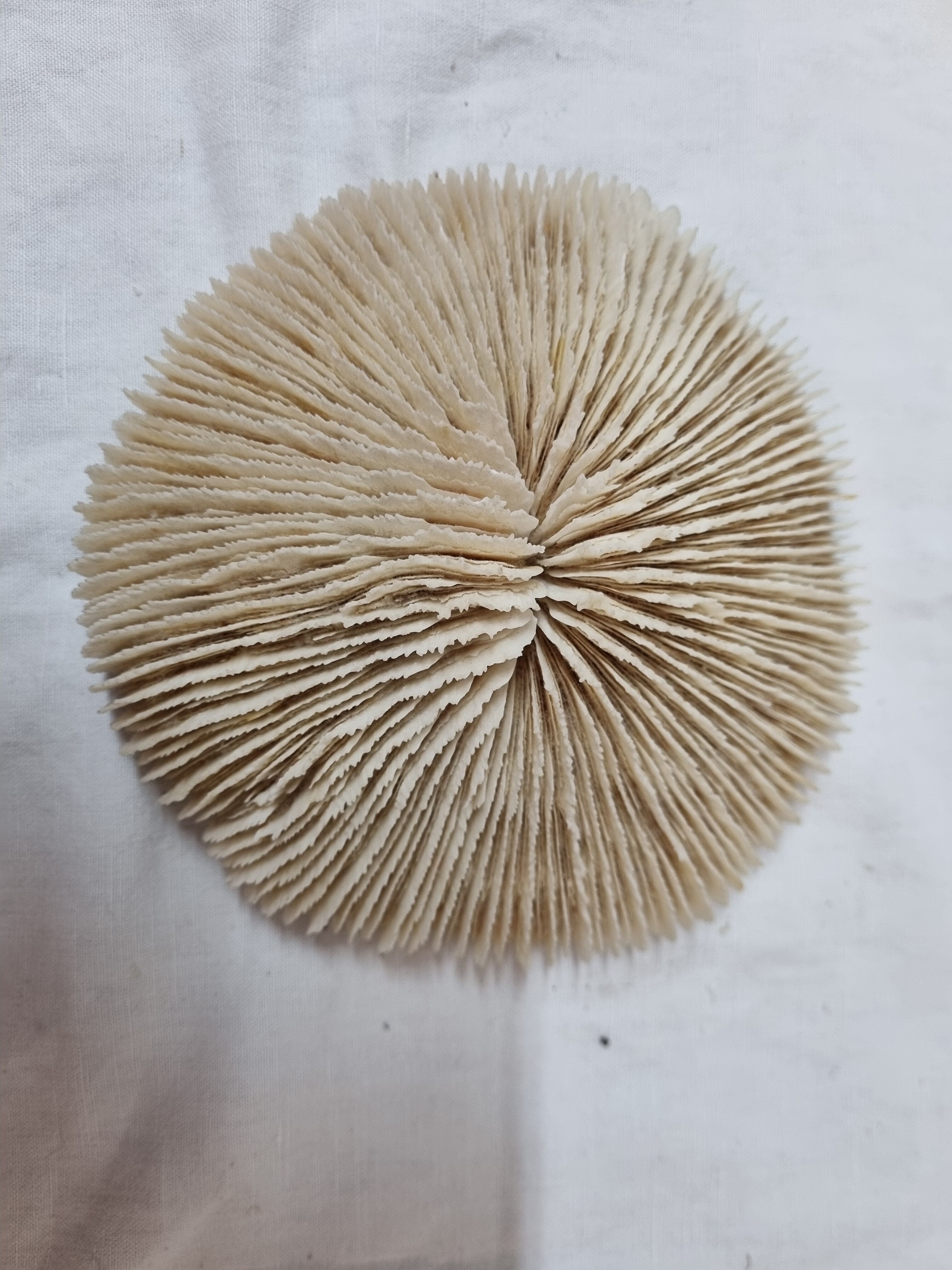 Coral Funga, mushroom, Indian Ocean
