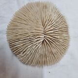 Coral Funga, mushroom, Indian Ocean