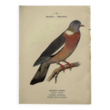 Botanical engraving birds double sided naturalist board Etching