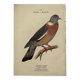 Botanical engraving birds double sided naturalist board Etching