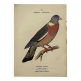 Botanical engraving birds double sided naturalist board Etching