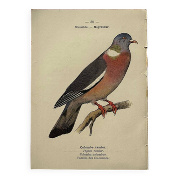 Botanical engraving birds double sided naturalist board Etching