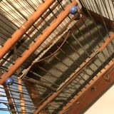 Ancienne cage à oiseaux