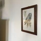 Owl ornithological board