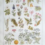 Botanical board 20s Poisonous