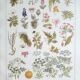 Planche botanique années 20 Vénéneuses