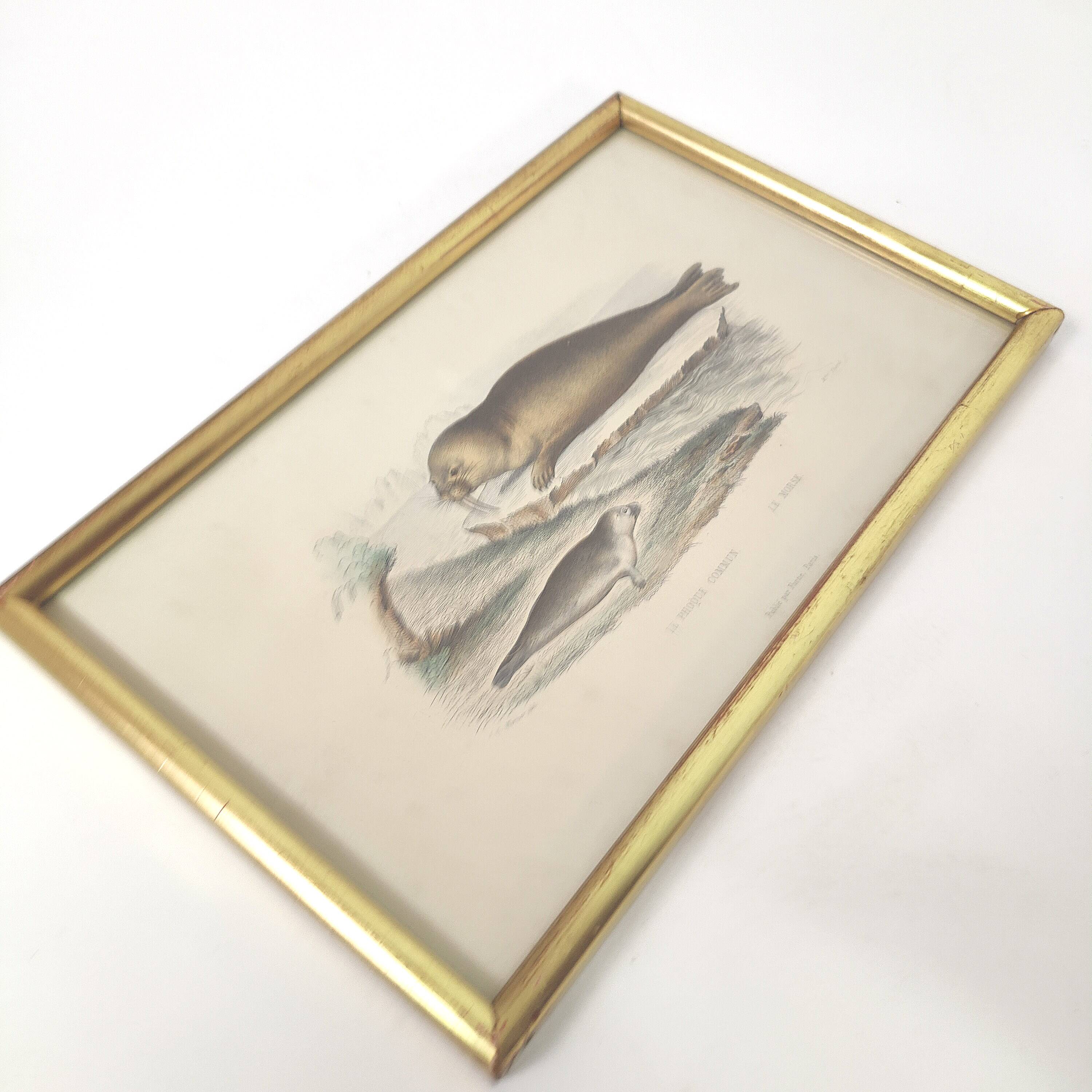 Zoological board engraving Buffon seal & walrus gilded wood frame