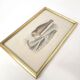 Zoological board engraving Buffon seal & walrus gilded wood frame