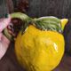 Cruche d’eau vintage en forme de citron