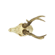 Deer skull taxidermy complete antlers skull deer 33cm