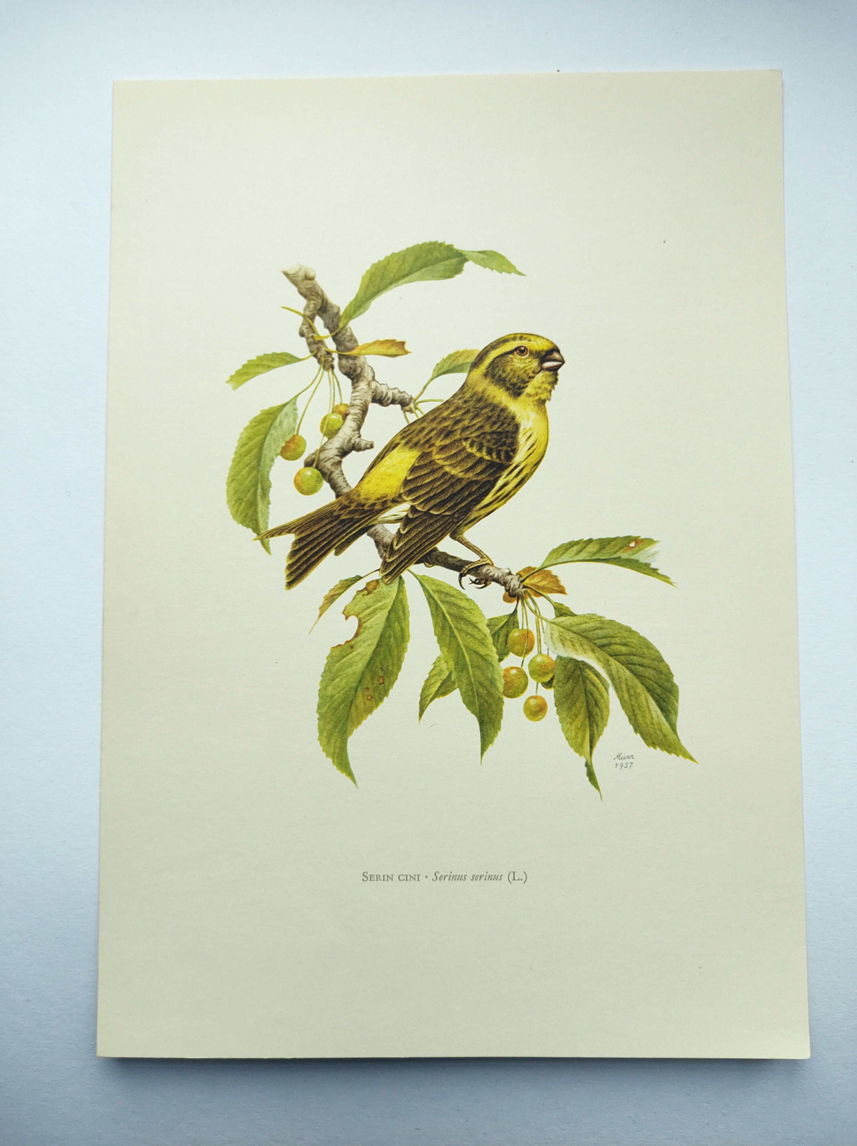 Bird board 1960s - Serin Cini - Vintage zoological and ornithological illustration
