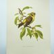 Bird board 1960s - Serin Cini - Vintage zoological and ornithological illustration