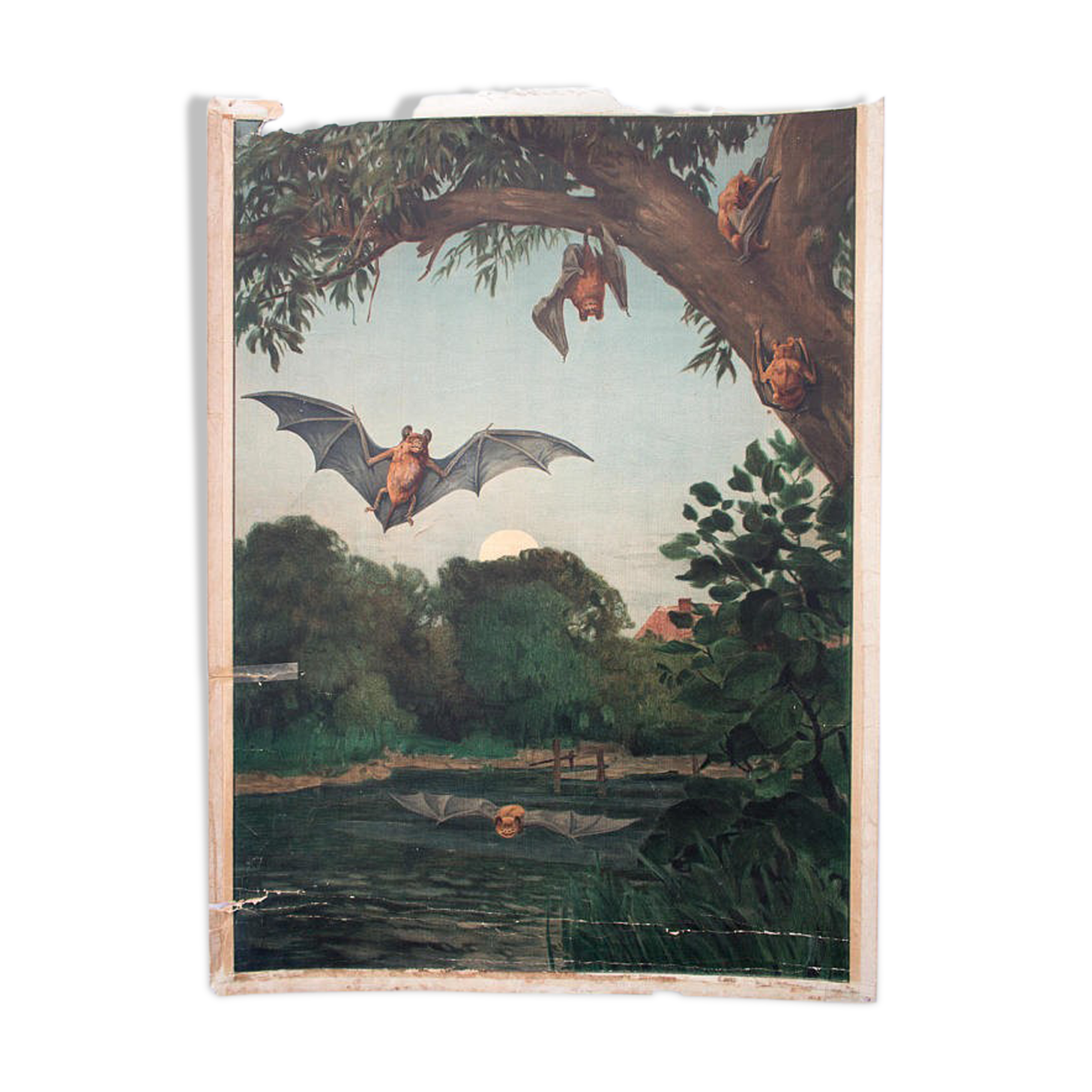 Affiche "Chauve-souris" rare tableau éducatif lithographie 1914