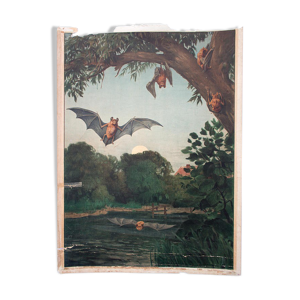 Affiche Chauve-souris rare tableau