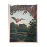 Affiche "Chauve-souris" rare tableau éducatif lithographie 1914
