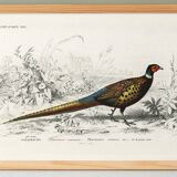 Poster about the Pheasant, based on an old engraving from 1849.