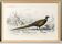 Poster about the Pheasant, based on an old engraving from 1849.