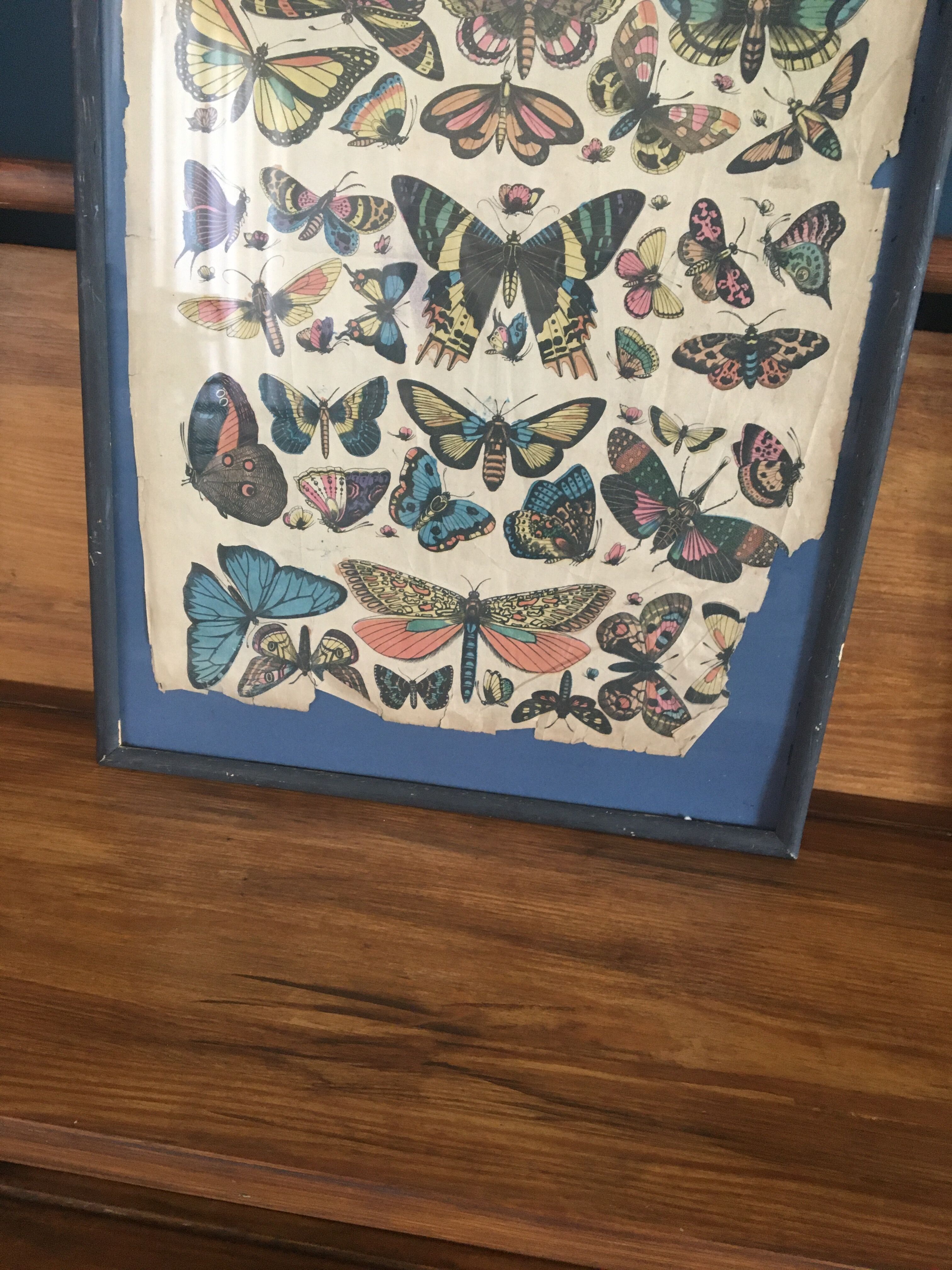 Framed botanical plank, 1900