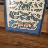 Framed botanical plank, 1900