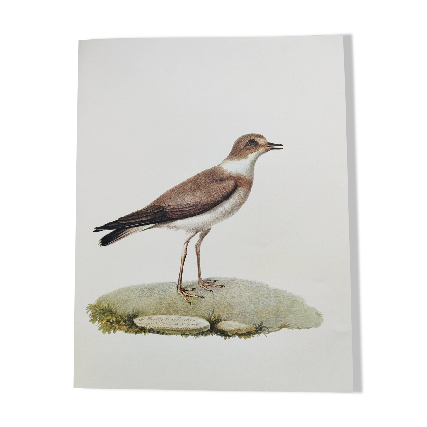 Birds board - Herodotus' plover - Natural zoological illustration