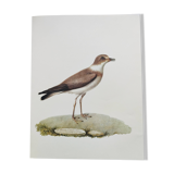 Birds board - Herodotus' plover - Natural zoological illustration