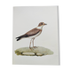 Birds board - Herodotus' plover - Natural zoological illustration