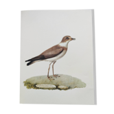 Planche oiseaux -Pluvier d'Hérodote- Illustration zoologique nature