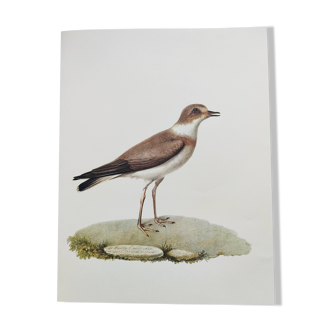 Birds board - Herodotus' plover - Natural zoological illustration