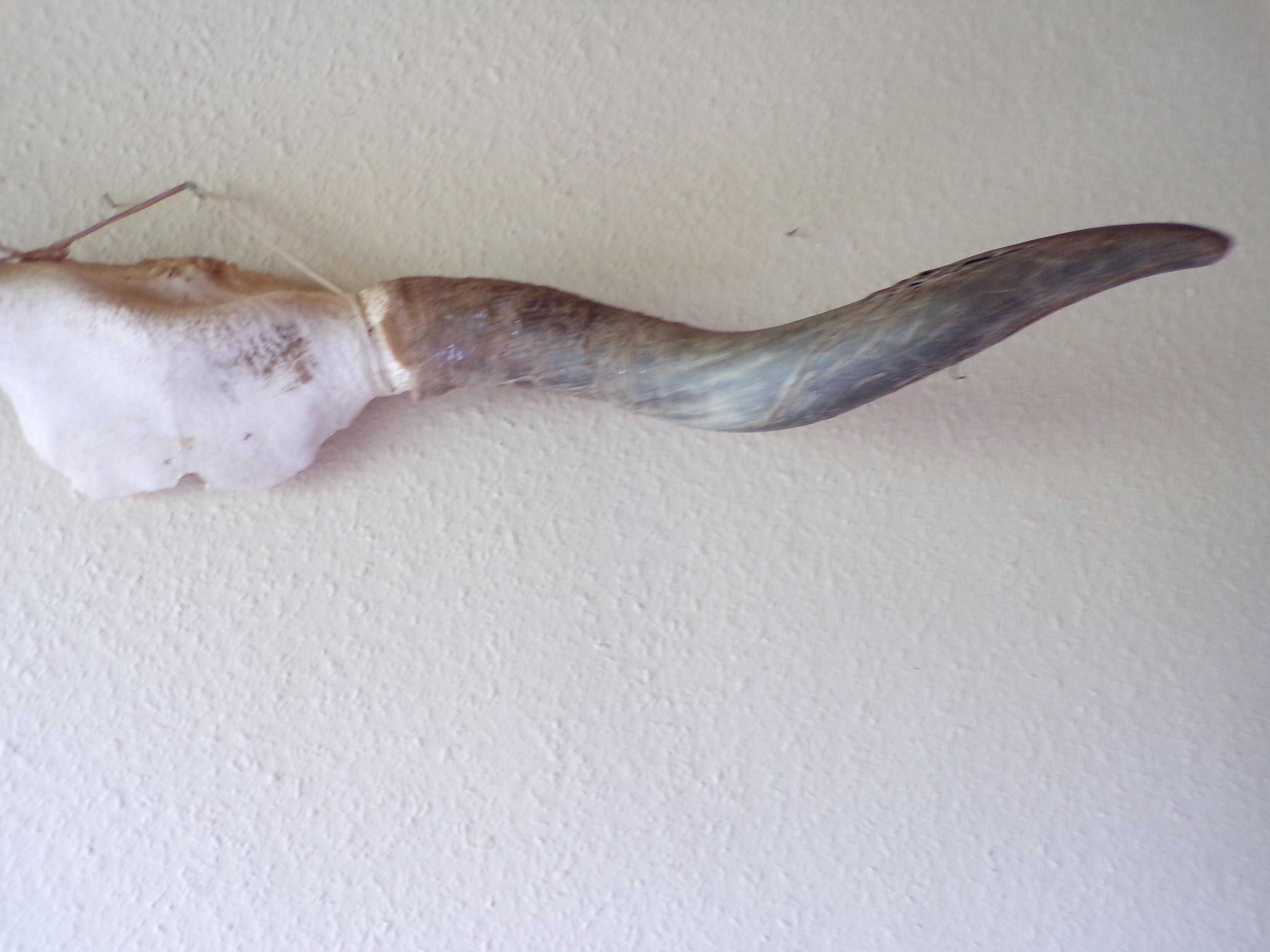 Bull or ox horns trophy