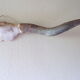 Bull or ox horns trophy