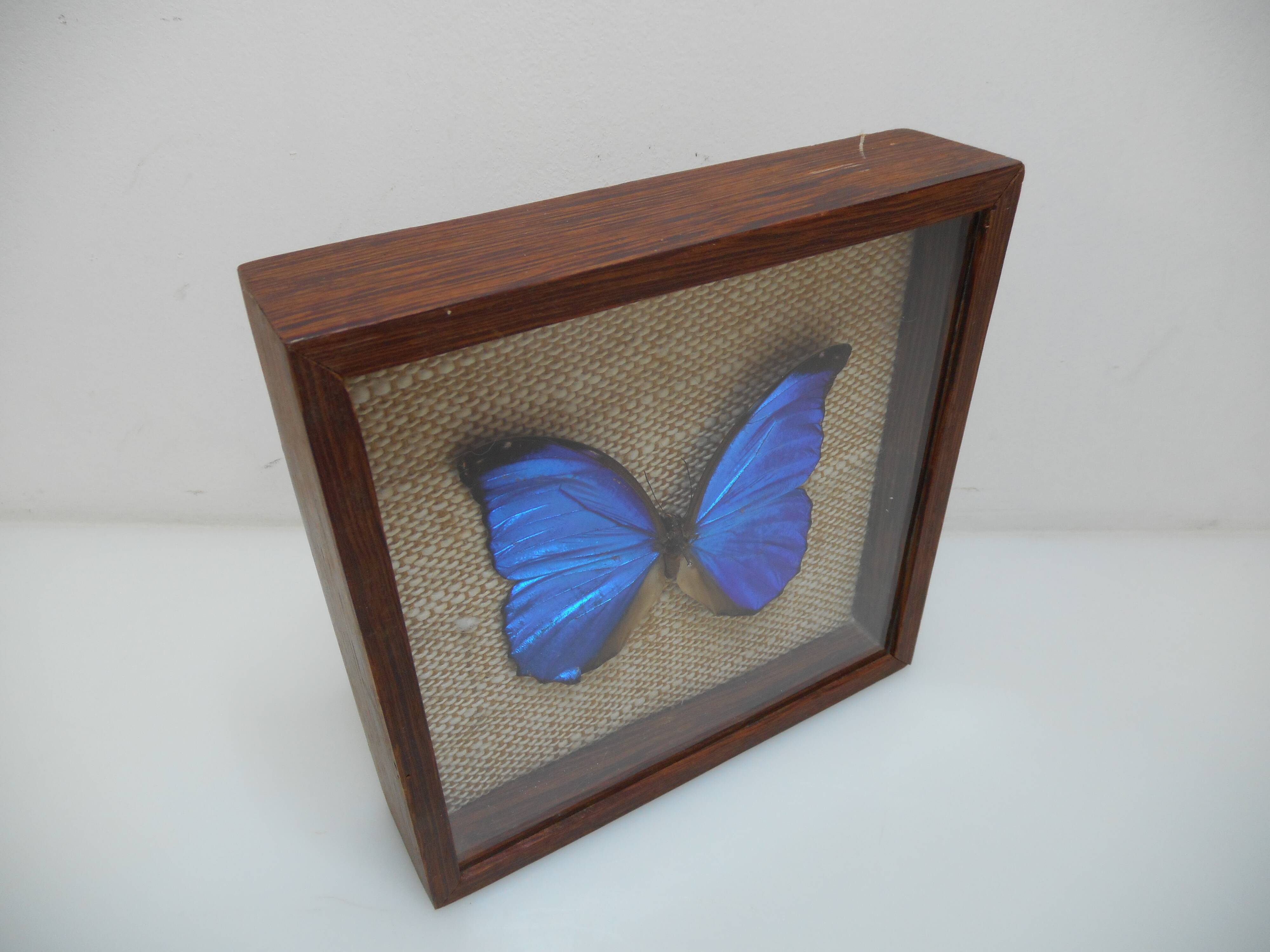 Ancient morpho butterfly under frame