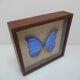 Ancient morpho butterfly under frame