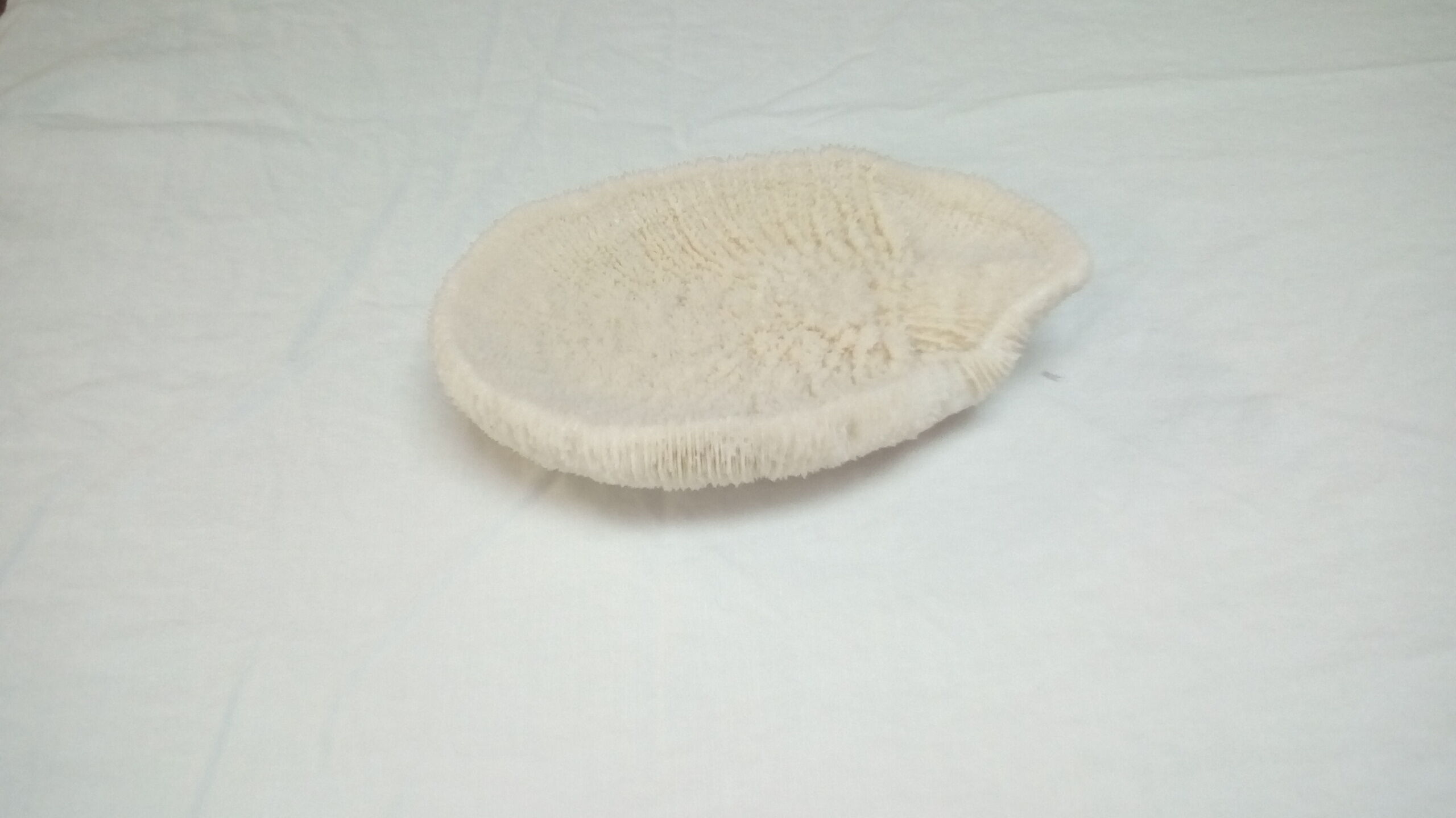 White coral shark cushion