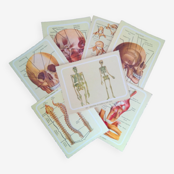 Set of eight posters on the human body, Vintage