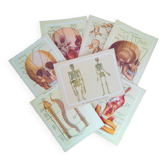 Set of eight posters on the human body, Vintage