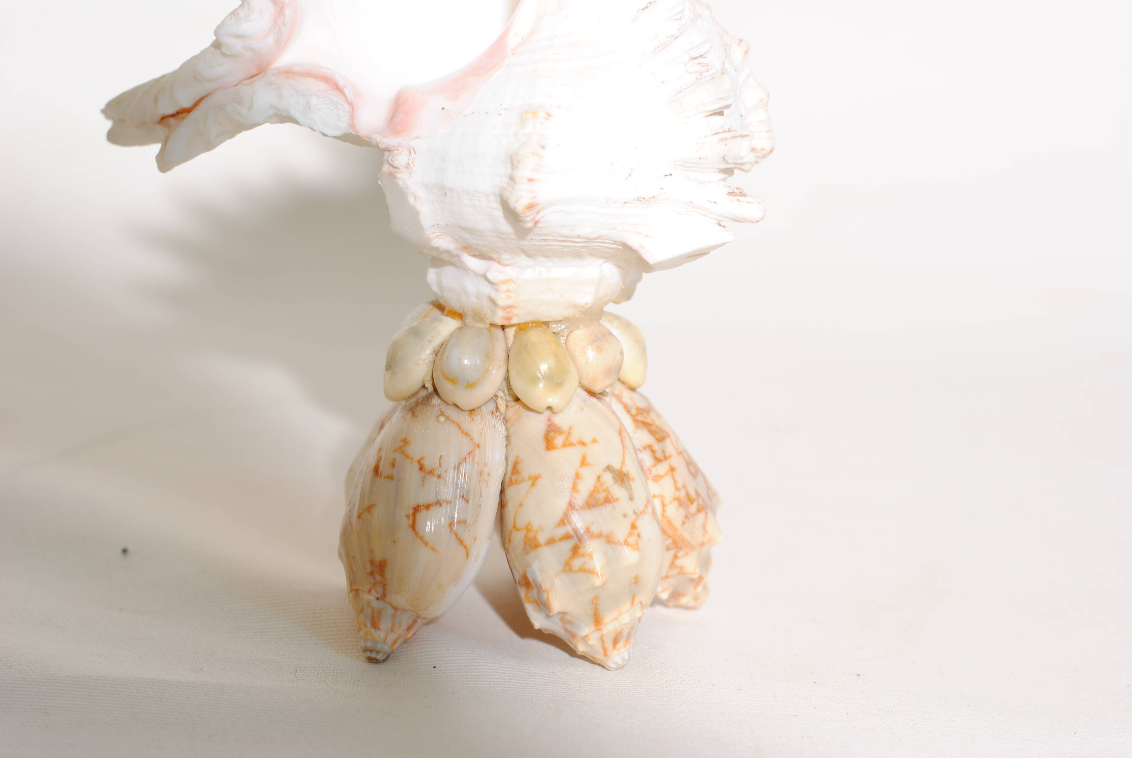 Mid-Century Souvenir Shell Lamp, France 1960s