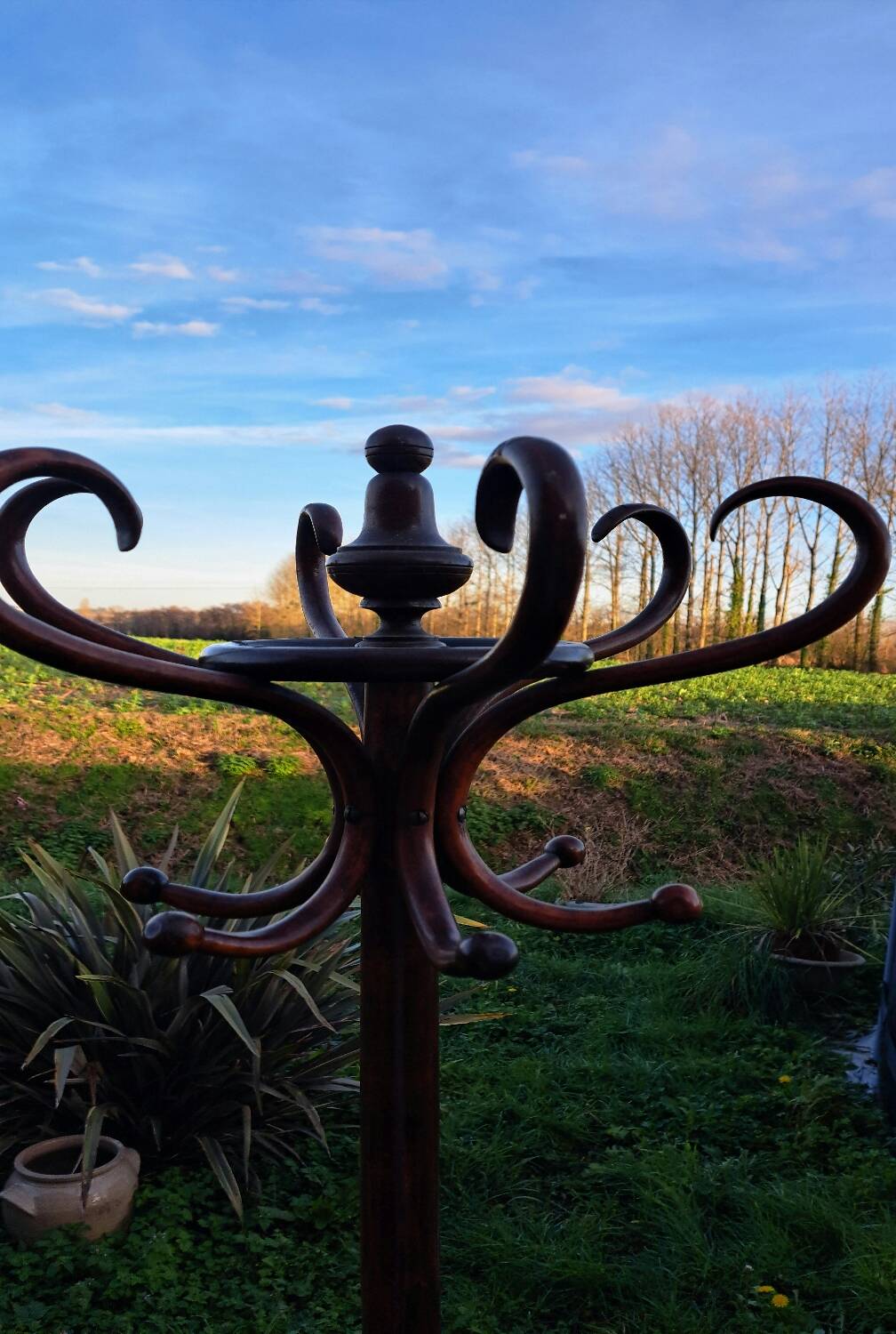 Parrot coat Baumann.