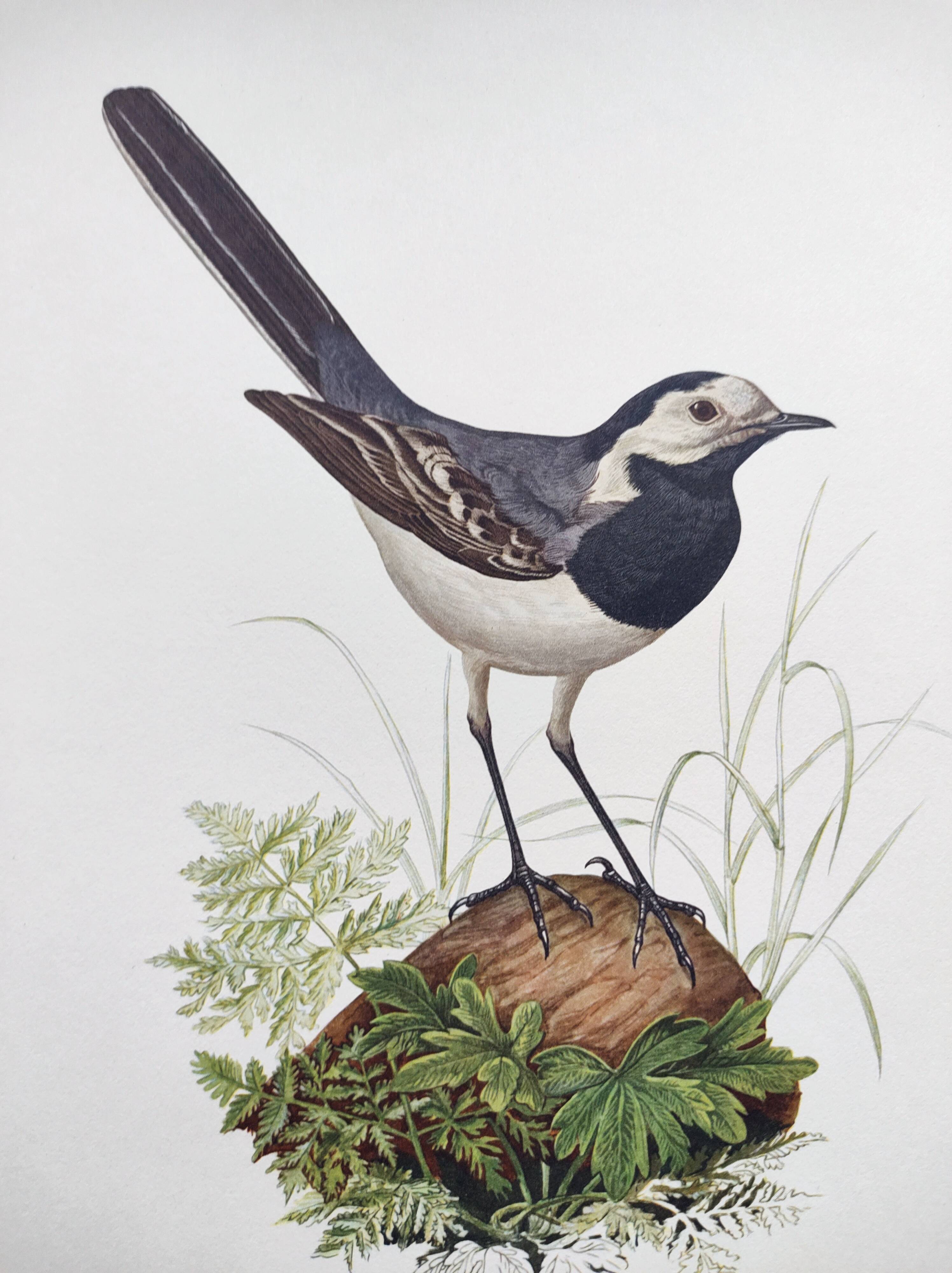 Old bird board 1960s - Gray Wagtail - Zoological and ornithology illustration