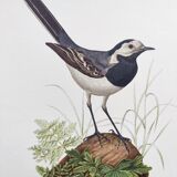 Old bird board 1960s - Gray Wagtail - Zoological and ornithology illustration