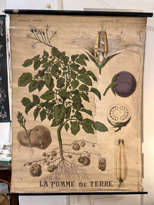 Old Deyrolle board "The potato"