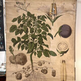 Old Deyrolle board "The potato"