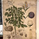 Ancienne planche Deyrolle “La pomme de terre”