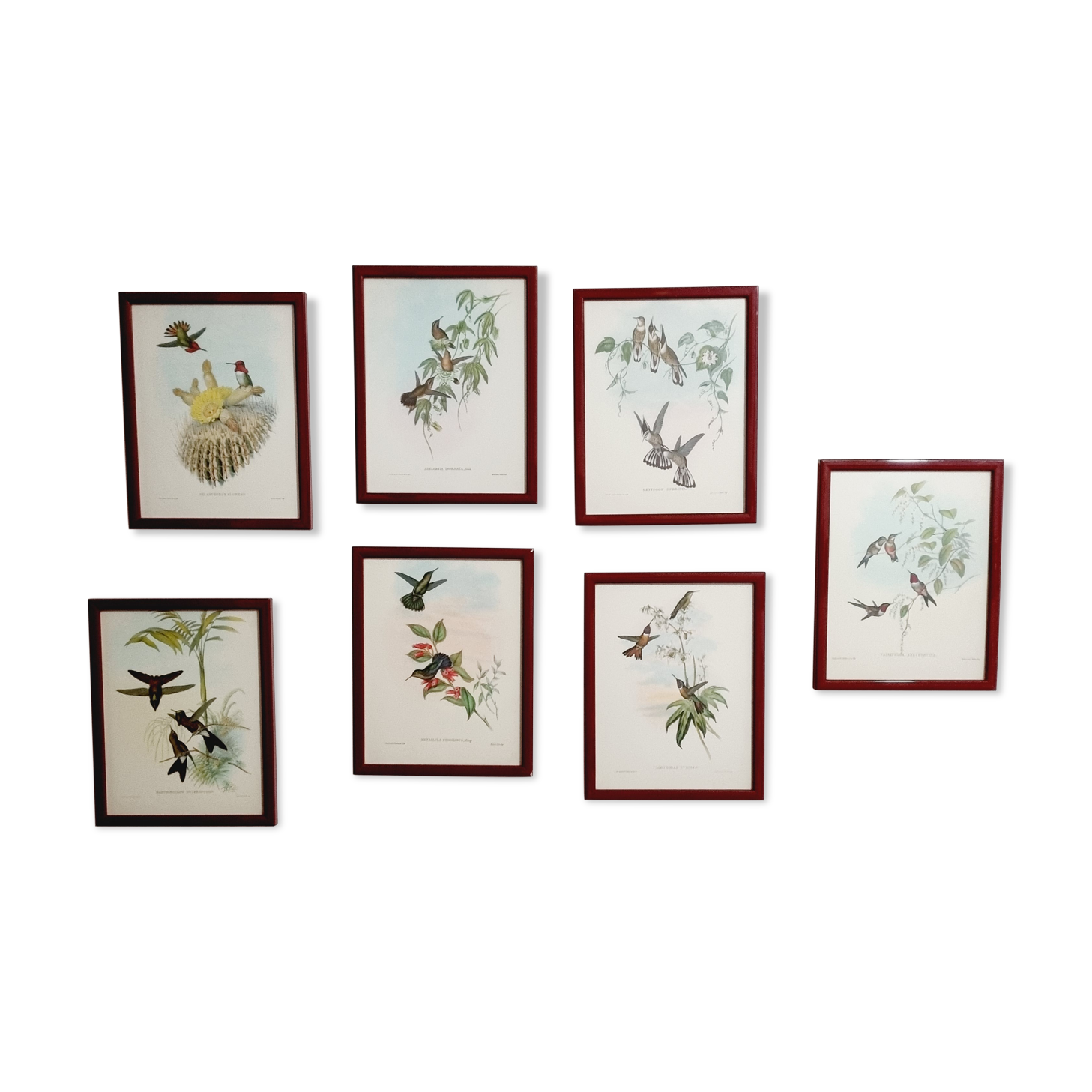 Set of 7 chromolithographs birds 50s
