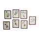 Lot de 7 chromolithographies oiseaux années 50