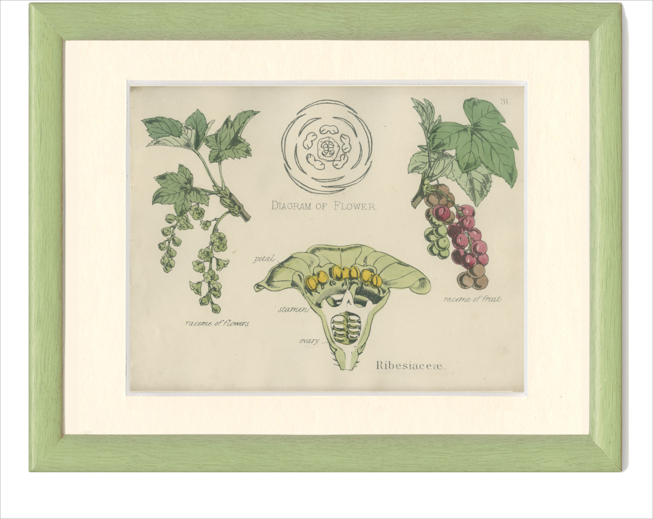 Old botanical poster board 1874 American blackcurrant, gooseberry, ribesiaceae