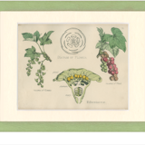 Planche affiche botanique ancienne 1874 cassis d'amérique, groseille, ribesiaceae