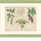 Old botanical poster board 1874 American blackcurrant, gooseberry, ribesiaceae